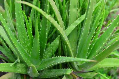 Aloe Vera Soap