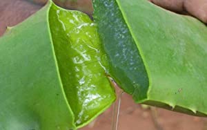 Aloe Vera Soap